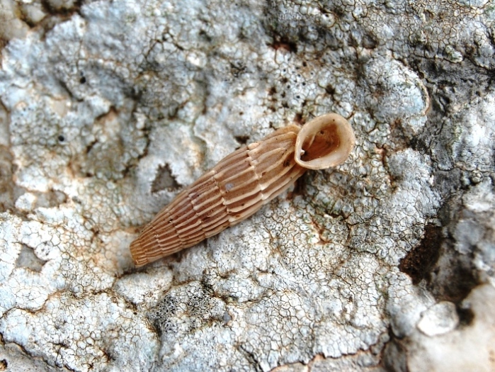 Siciliaria crassicostata nel trapanese